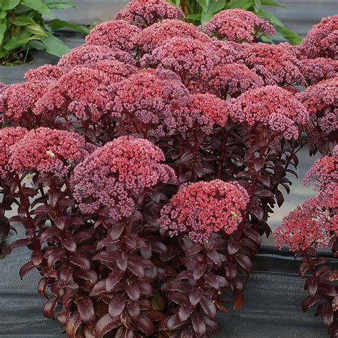 From Seed to Sedum Dark Magic: Propagation Techniques for Success